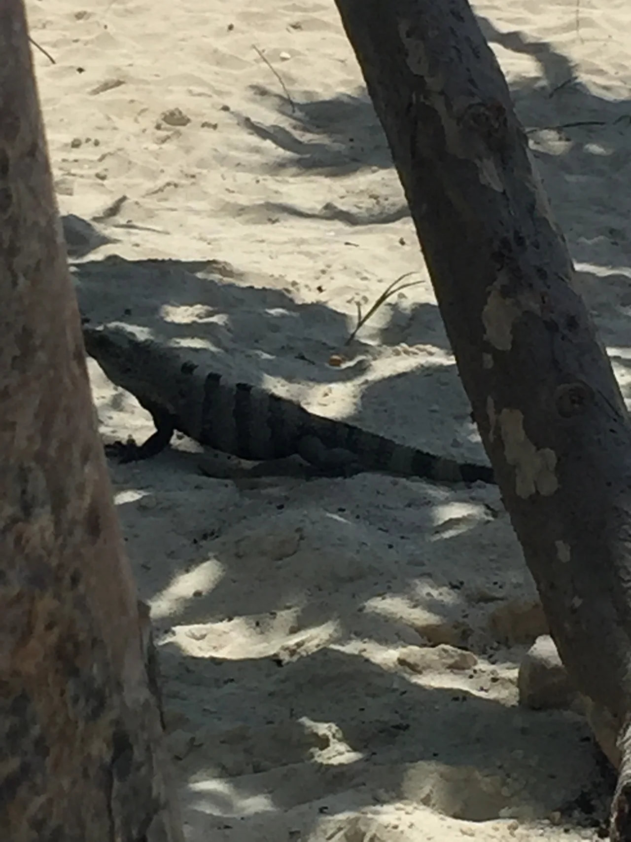 An iguana-like reptile beside a tree on the sand at Great Stirrup Cay